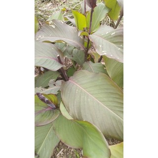 1 cây giống dong riềng đỏ( chuẩn giống)