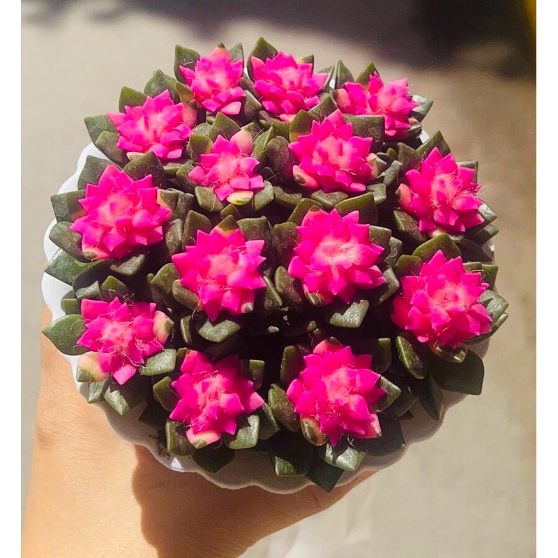 chậu SEN ĐÁ HỒNG SAO Y NHƯ ẢNH