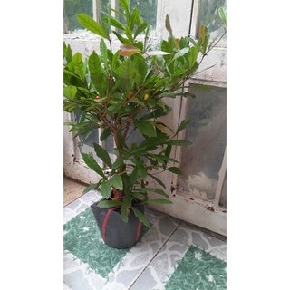chậu cây thần kỳ cây đẹp