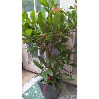 chậu cây thần kỳ cây đẹp