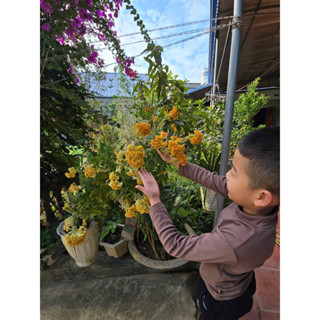  Mào gà vàng và dây tơ hồng  tắm bé vàng da   HÀNG SẴN 