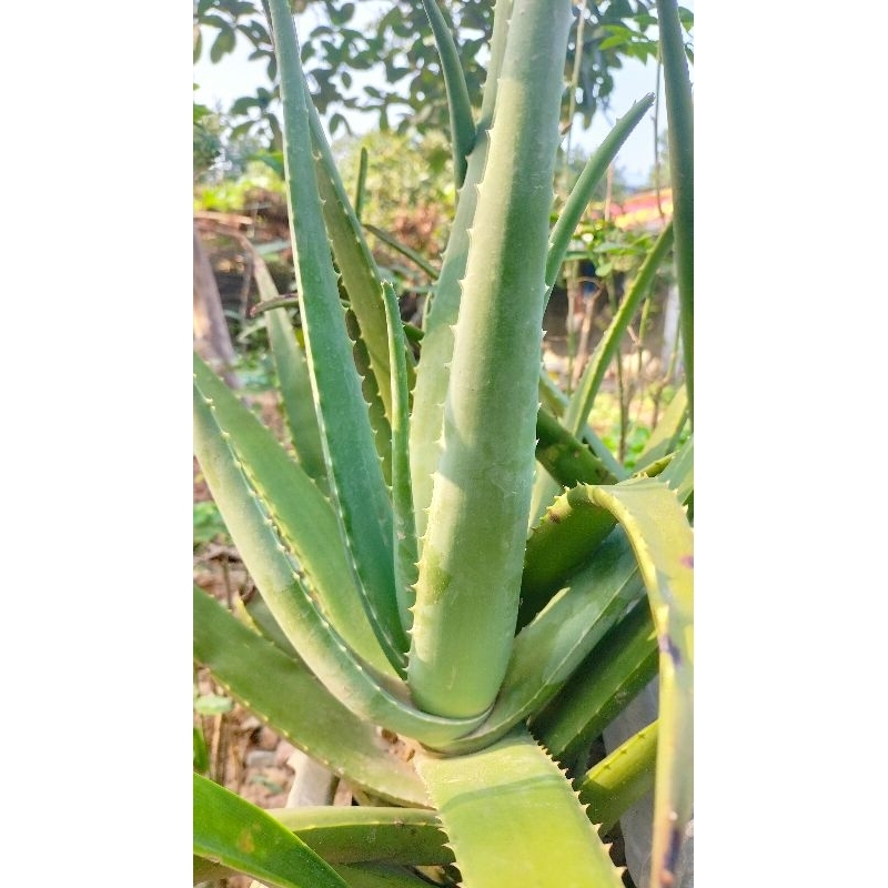 500g Nha Đam ( Lô Hội) tươi.