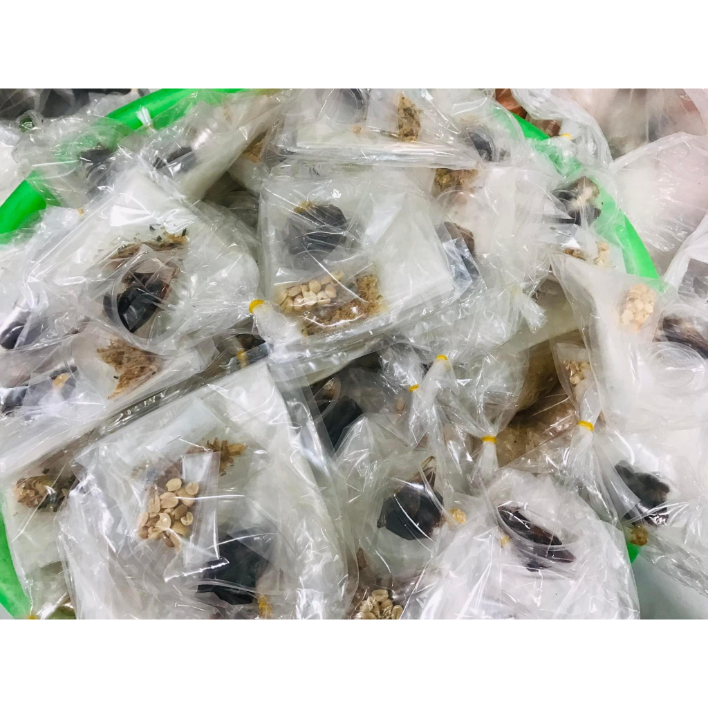 Combo 10 bánh me 10 bánh bơ