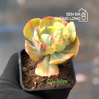 Sen đá đồng  giá 50k