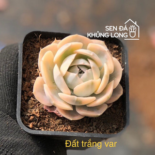 Sen đá đồng  giá 50k