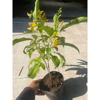Cây giống hoàng yến(chuông vàng)