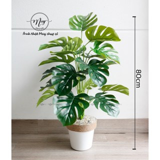 Cây giả, Cây môn, chuối, trầu bà, lá rùa, monstera, dừa kiển, cọ..trang trí nhà cửa, spa, hotel, homestay