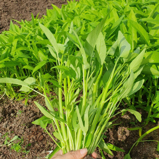 40gr Hạt giống rau muống lá to