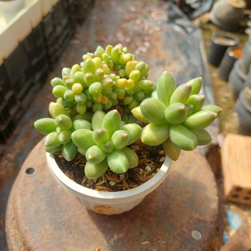sen đá kim cương xanh mini cổ thụ