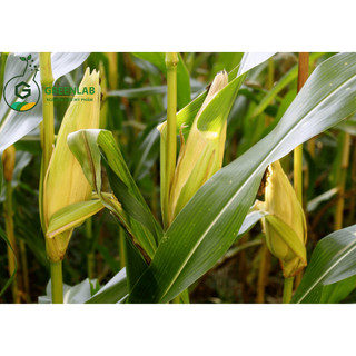 Hương bắp non (Corn Fragrance) Greenlab - 5ml / 10ml - Nguyên liệu mỹ phẩm