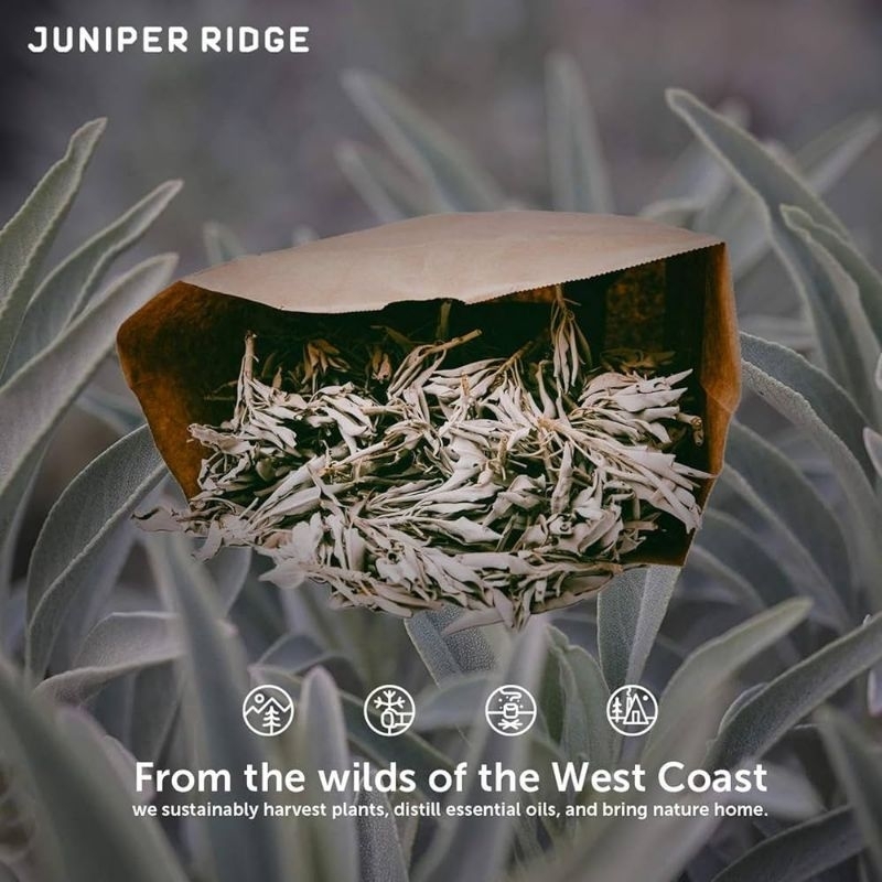 LÁ WHITE SAGE XÔ THƠM đốt xông thanh tẩy Juniper Ridge California,Mỹ - White Sage Loose Leaves for C