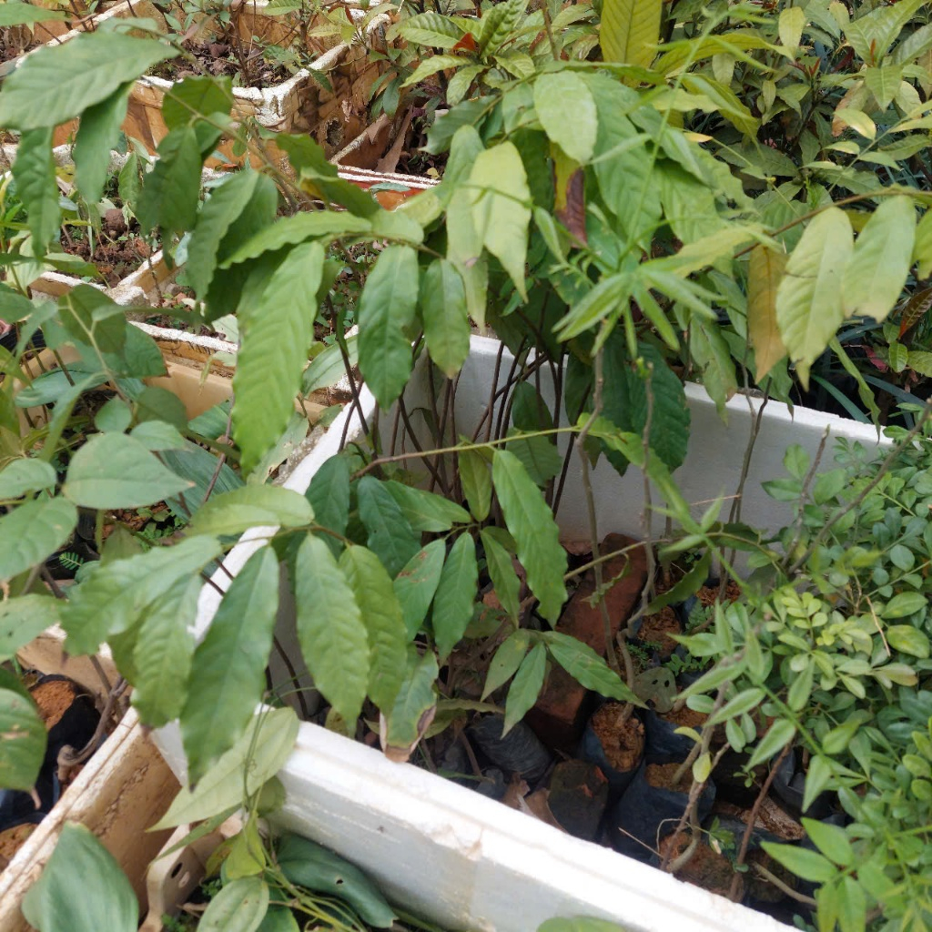 Hoa dẻ thơm chuẩn giống hoa đẹp lâu tàn dễ trồng dễ chăm nhanh ra hoa cây ươm sẵn trong bầu