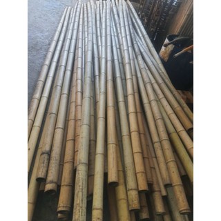 cây trúc dài 2m bó 10 cây