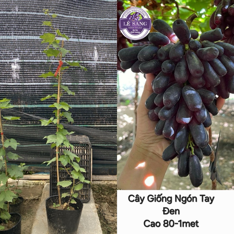  Cây Nho Cao. Nho ngón Tay Đen cao 80 - 1 mét. 