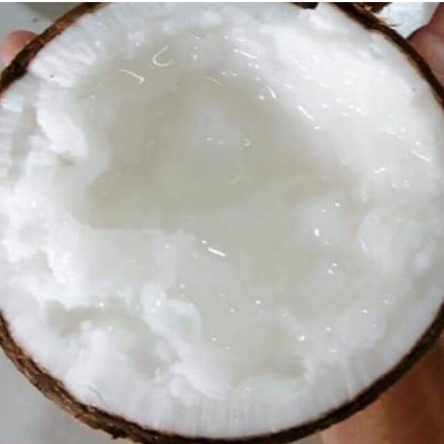 Dừa Sáp Loại Lỏng Trái To - Đặc Sản Trà Vinh