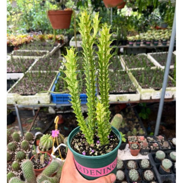 xương rồng euphorbia