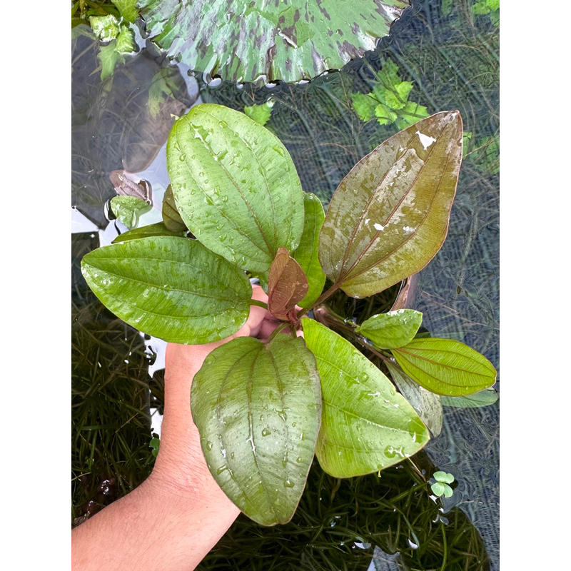 1 trầu Ruby - Echinodorus x Barthii ( cây lá cạn )