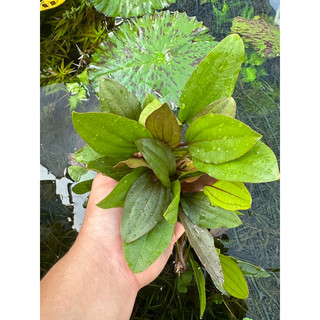 1 trầu Ruby - Echinodorus x Barthii ( cây lá cạn )