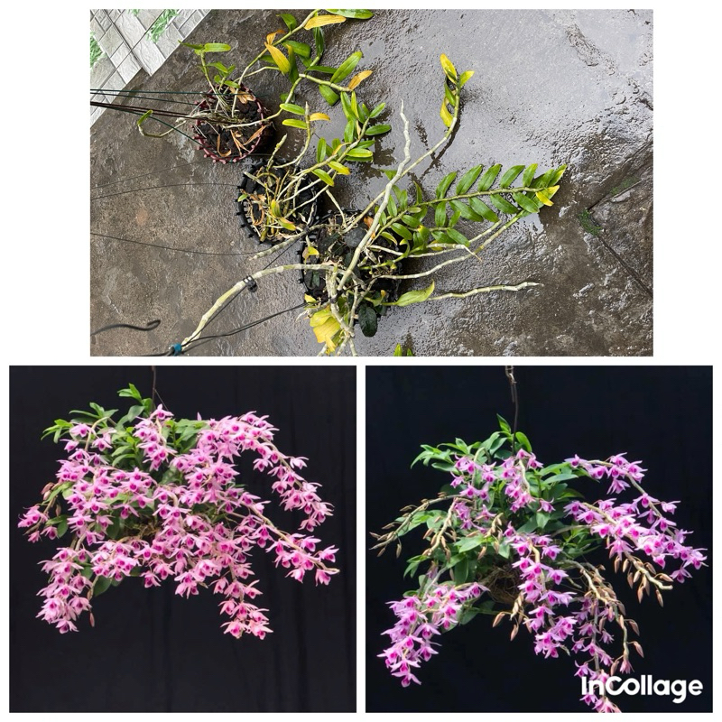 combo 3 giò hoa lan phi điệp tím 19 ngọn