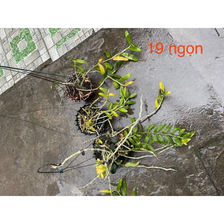 combo 3 giò hoa lan phi điệp tím 19 ngọn