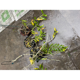 combo 3 giò hoa lan phi điệp tím 19 ngọn