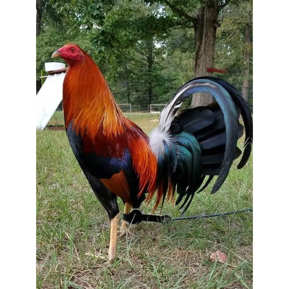 Dây Cột Chân Gà, DÂY CỘT GÀ, DÂY BUỘC GÀ, DÂY GÀ