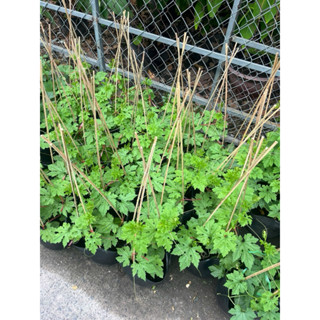  Cây Khổ Qua trồng sẵn 