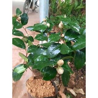  CÂY TRÀ MY ĐỎ SẴN NỤ HOA   CÂY NHƯ HÌNH ĐĂNG  