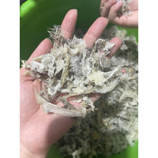 Tổ Yến Vụn nhỏ Yến Thô Giá Rẻ Nguyên Chất Nhà Nuôi Kèm Đồ Chưng