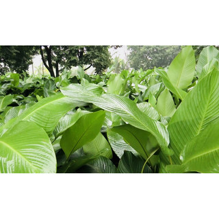 Lá dong cỡ trung bình size 22-25 cm và 50 dây lạt