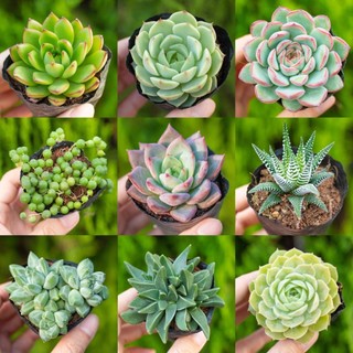 Sen đá cỡ nhỏ dễ trồng size 5-7cm