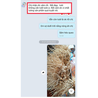 Sâm đương quy tươi Lâm Đồng 5kg