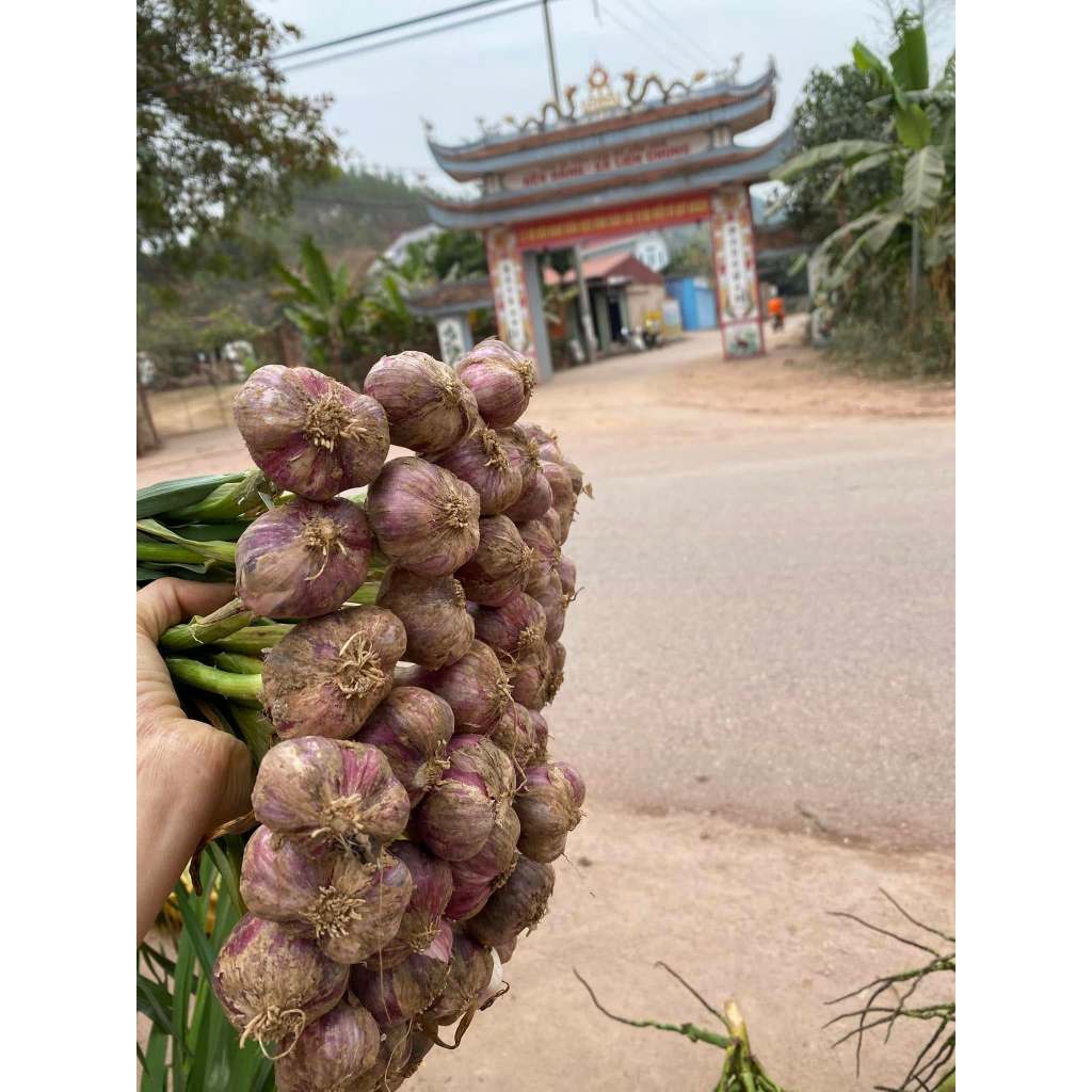 Tỏi ta khô, tỏi bắc khô, tỏi Bắc Giang loại 1 đã chọn lọc tỏi loại to chuyên để làm giống ăn cay nồng và thơm