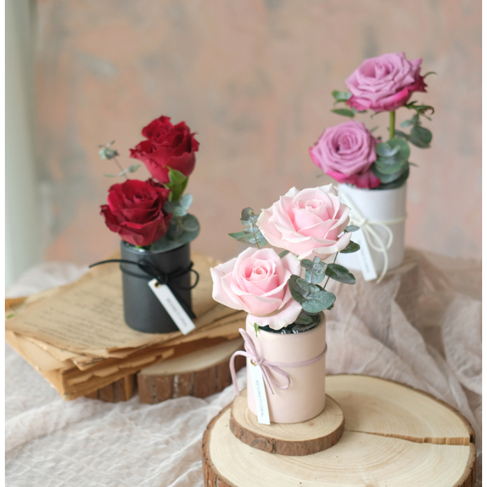 Set Chậu Hoa Hồng H03 Kèm Túi Đèn Làm Quà Tặng Valentine, Quà Tặng 8/3, Quà Sinh Nhật, Dịp Lễ