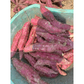 ComBo 5kg khoai lang lim Thanh Nưa Điện Biên.