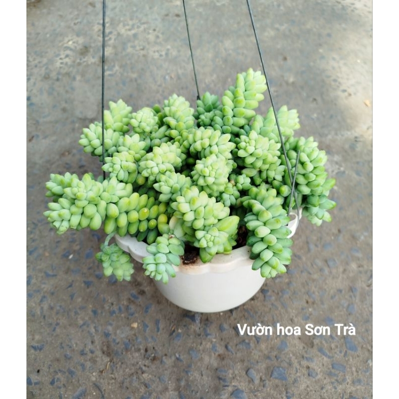 (VHST giao trong ngày) CÂY SEN ĐÁ chuỗi ngọc.