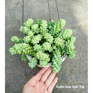 (VHST giao trong ngày) CÂY SEN ĐÁ chuỗi ngọc.