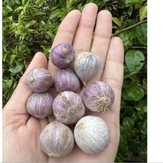 Tỏi cô đơn - Tỏi 1 nhánh đặc sản Phù Yên Sơn La (túi 1kg)