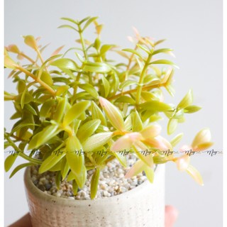 Cây giả,Sen đá giả kèm chậu sứ vân cát