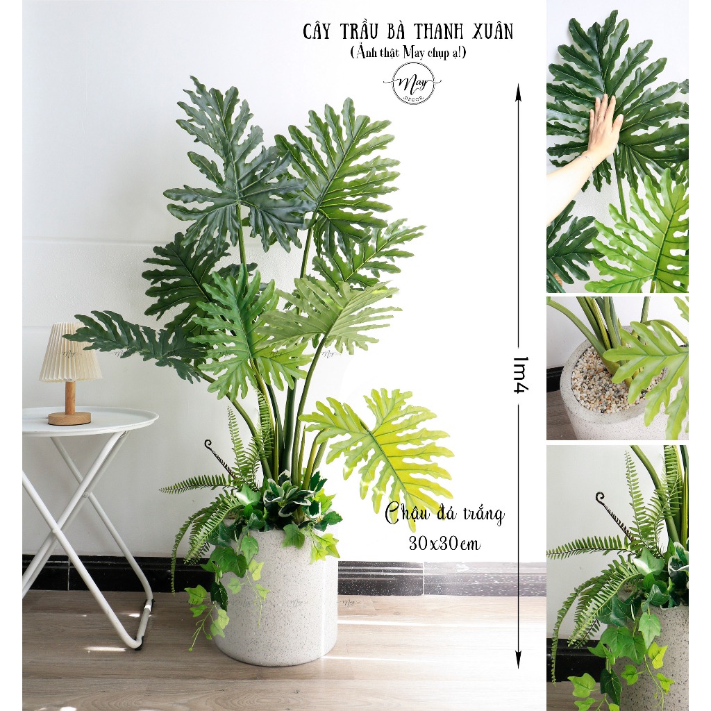 Cây giả, Trầu bà Thanh Xuân Lá To dày cao cấp lá trang trí nhà cửa, decor phòng