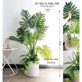 Cây giả, Trầu bà Thanh Xuân Lá To dày cao cấp lá trang trí nhà cửa, decor phòng