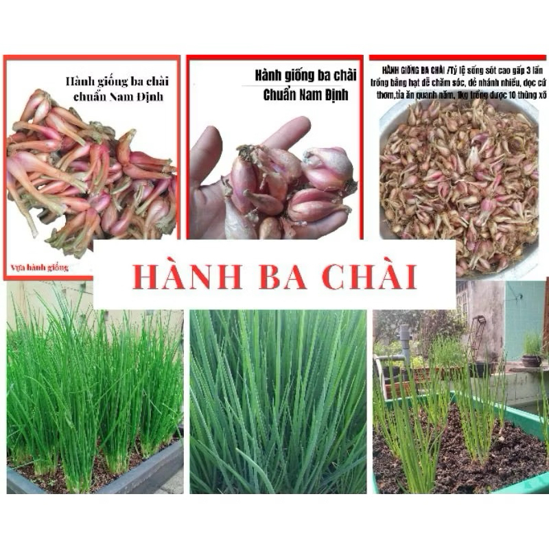 Hạt giống -  1kg Củ Hành Ba Chài Ăn Lá trồng bằng củ - Đẻ Nhánh Mạnh, Thu Cực bền