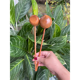 Gáo múc rượu, múc nước mắm