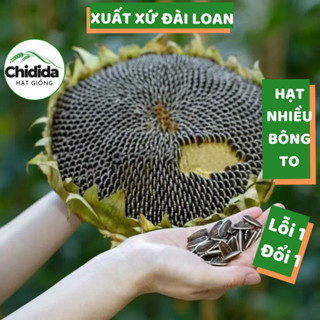 Hạt giống hoa hướng dương lấy hạt bông to khổng lồ giống hoa hướng dương Đài Loan Hạt giống Chidida