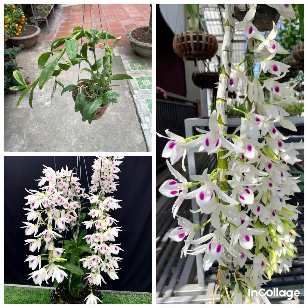 hoa lan phi điệp tím 5ct phú thọ thuần chậu