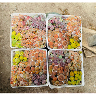 (FREESHIP) SEN THẠCH LAN, SEN ĐÁ  MÔNG SIÊU CUTE, LITHOPS NHIỀU MÀU SẮC