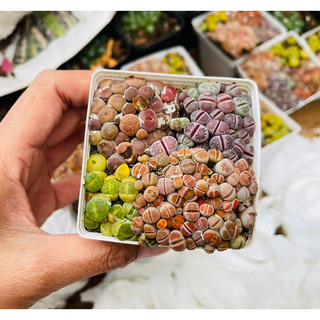 (FREESHIP) SEN THẠCH LAN, SEN ĐÁ  MÔNG SIÊU CUTE, LITHOPS NHIỀU MÀU SẮC