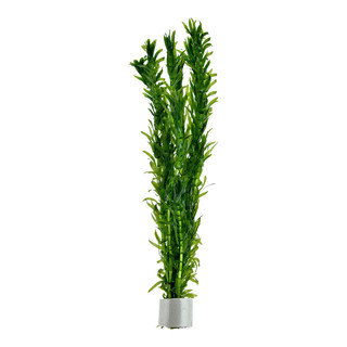 cây thủy sinh dễ trồng ít co2 ( nghèo co2 )