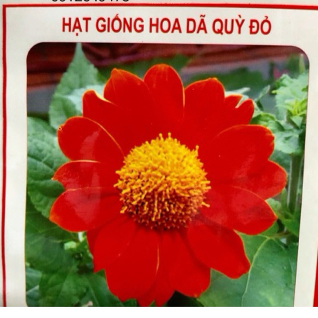HẠT GIỐNG HOA DÃ QUỲ ĐỎ