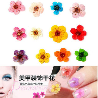 Khay 12 loai Hoa khô trang trí móng 3D